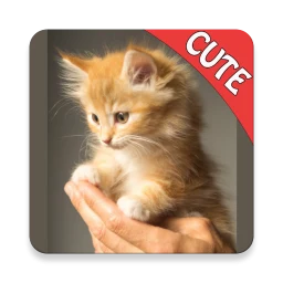 Cute Cats Memory matching GAME